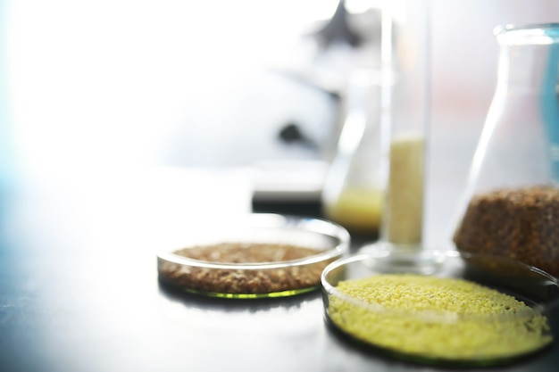 Test tubes with seeds of selection plants. Research Analyzing Agricultural Grains And seeds In The Laboratory