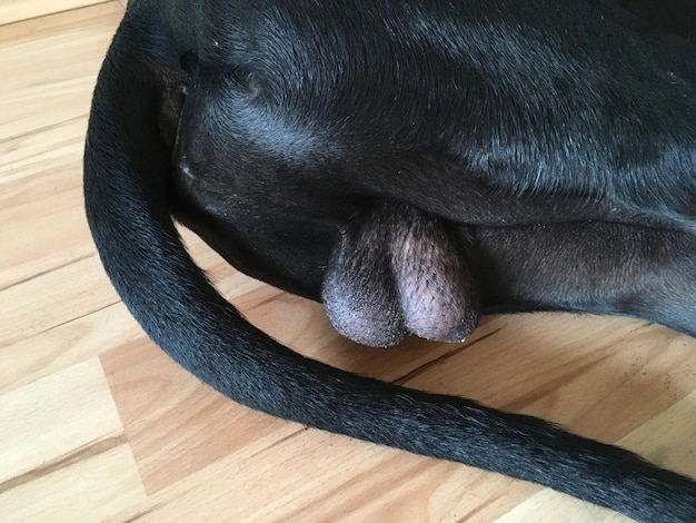 Photo the testicles of a male great dane dog