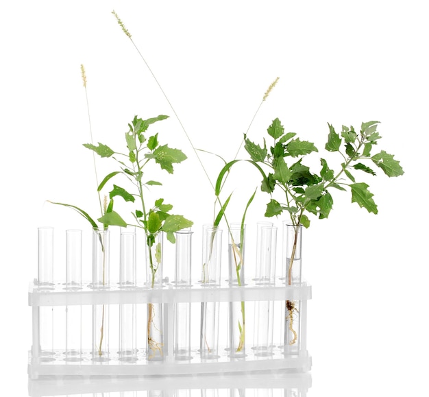 透明なソリューションと白い背景のクローズアップで隔離の植物と試験管