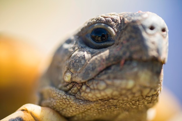 Testudo hermanni schildpadkop