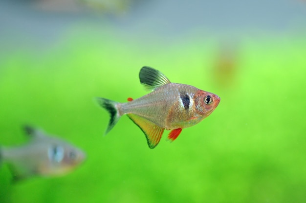Photo tetra fish