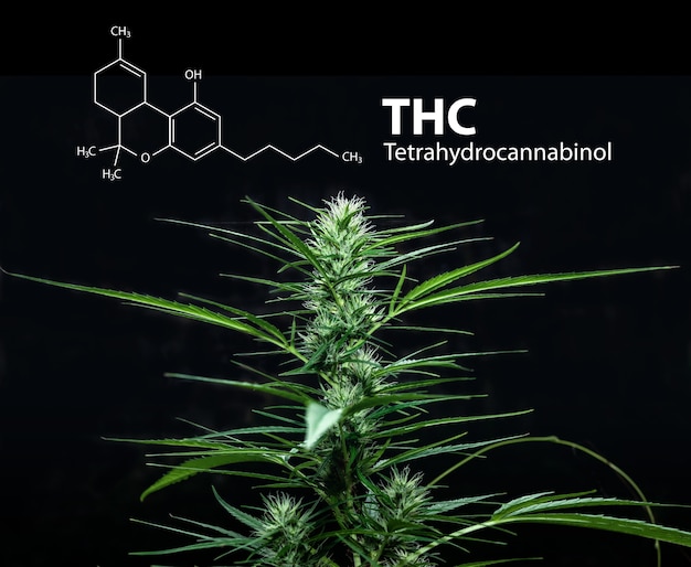 Tetrahydrocannabinol or THC molecule formula with Marijuana, Cannabis sativa.