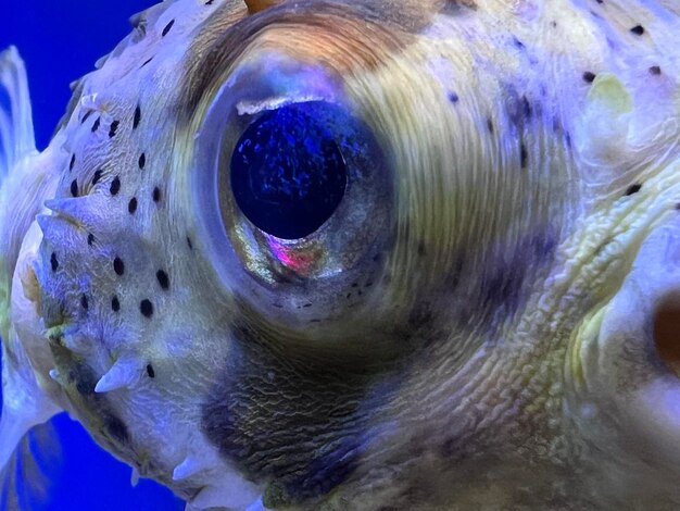 사진 수족관 에 있는 tetraodon mbu puffer fish