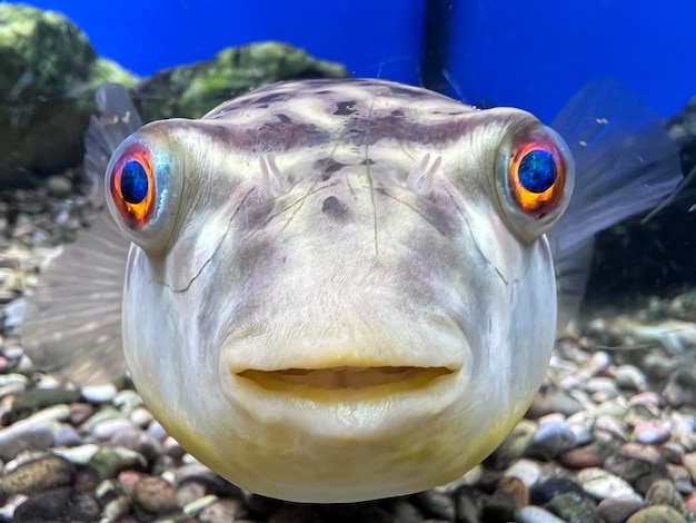 Tetraodon Mbu Puffer Fish in een aquarium