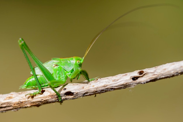 Tettigonia viridissima tettigoniinae 아과에 속하는 큰 녹색 덤불 귀뚜라미