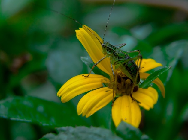 Tettigoniidae или Bush Crickets в цветках wedelia