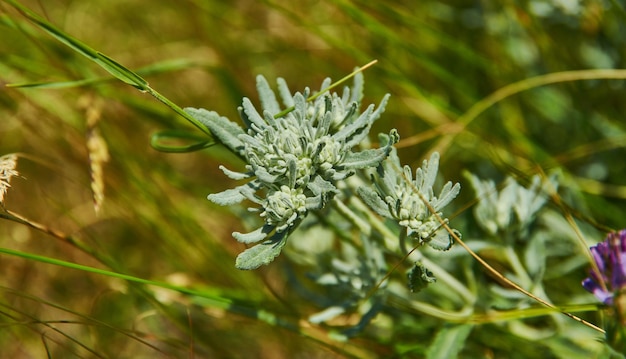 Teucrium polium