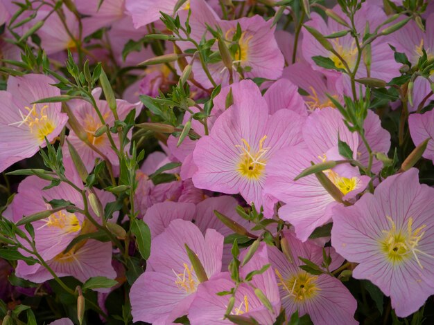 Teunisbloem oenothera rosea roze tuinbloem