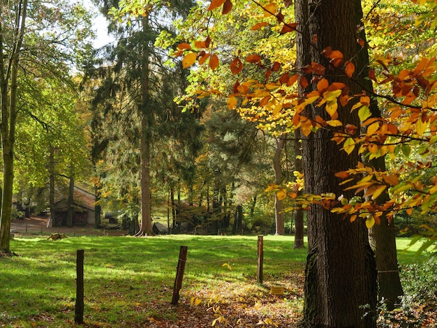 Teutoburg forrest in gwestphalia