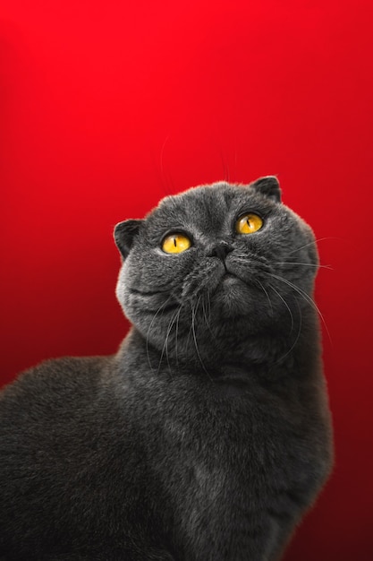 Tevreden dierenportret, sdutio-foto van scottish fold cat op een rode geïsoleerde achtergrond, kopieer ruimtefoto