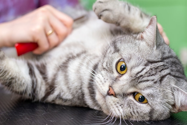 Tevreden kat in de huisdierensalon. Het verzorgen van katten in een schoonheidssalon voor huisdieren. De meester kamt overtollig haar uit. Express rui