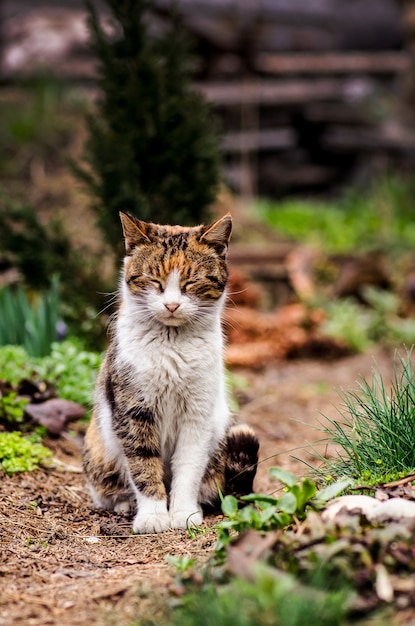 Tevreden kat op het gras. Nieuwsgierige glimlachkat die op een grasgebied ligt op een tuin