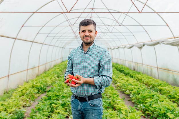 Tevreden opgetogen volwassen boer die rijpe aardbeien demonstreert en cameraaardbei in mannelijke handen bekijkt terwijl hij in de kas op de boerderij werkt