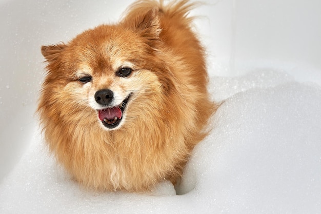 Tevreden rode hond staat op het punt een bad te nemen