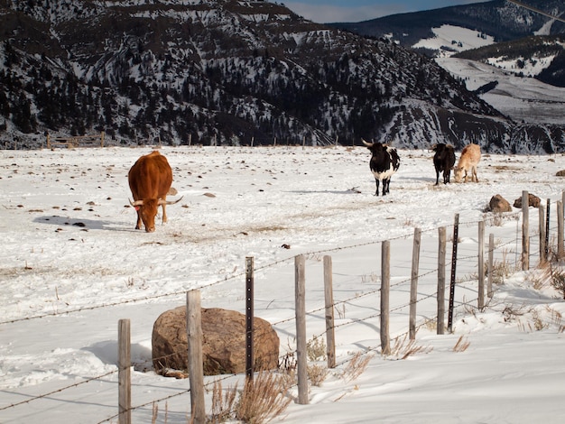 Texas longhorn on the farm in Silverthorne, Colorado.