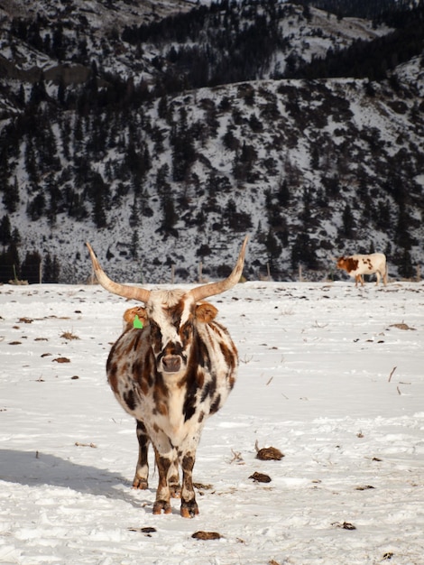 Texas longhorn on the farm in silverthorne, colorado.