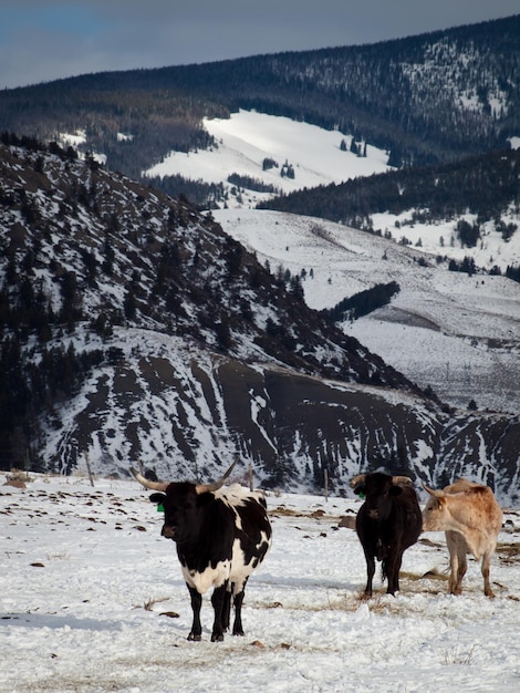 Texas longhorn on the farm in Silverthorne, Colorado.