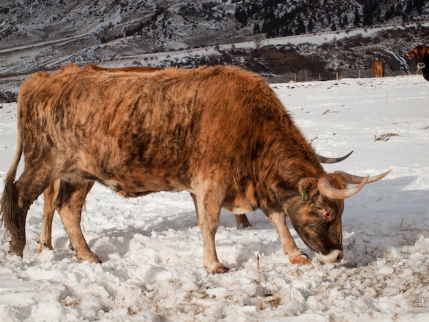 Texas longhorn on the farm in Silverthorne, Colorado.