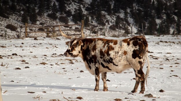 Texas longhorn on the farm in Silverthorne, Colorado.