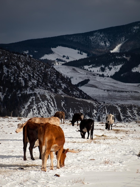 Texas longhorn on the farm in Silverthorne, Colorado.