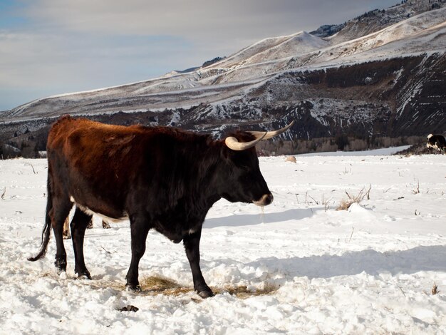 Texas longhorn op de boerderij in silverthorne, colorado.