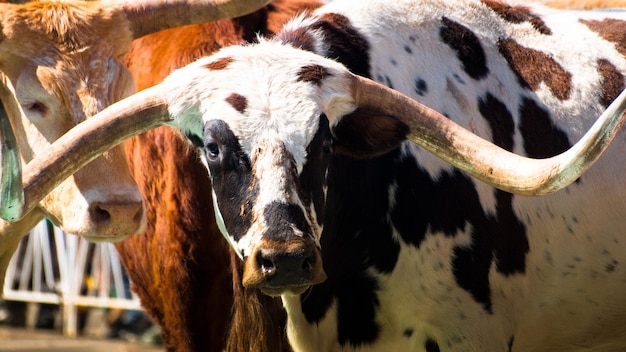 Texas longhorns.