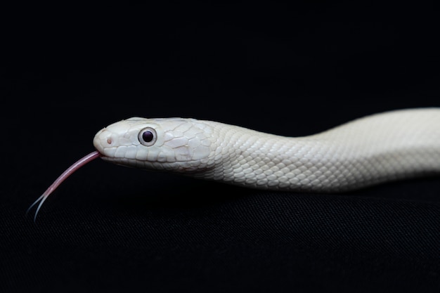텍사스 쥐 뱀 (Elaphe obsoleta lindheimeri)은 주로 텍사스 주 내에서 미국에서 발견되는 비 독점 콜루 브리드 인 쥐 뱀의 아종입니다.