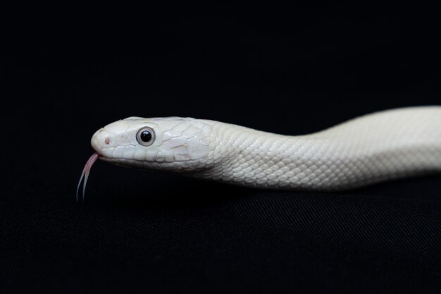 The Texas rat snake (Elaphe obsoleta lindheimeri ) is a subspecies of rat snake, a nonvenomous colubrid found in the United States, primarily within the state of Texas.