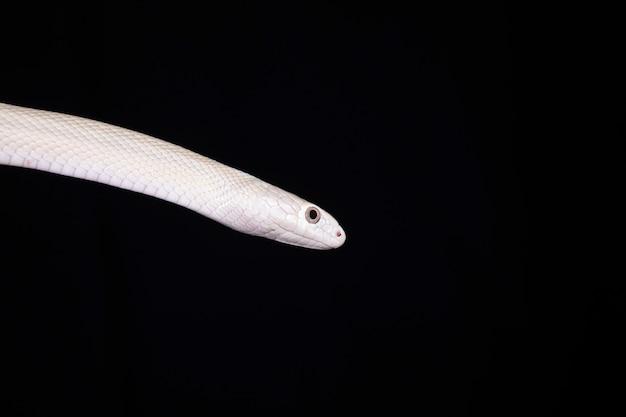 텍사스 쥐뱀(Elaphe obsoleta lindheimeri)은 미국, 주로 텍사스 주에서 발견되는 비독성 콜루브리드인 쥐뱀의 아종입니다.