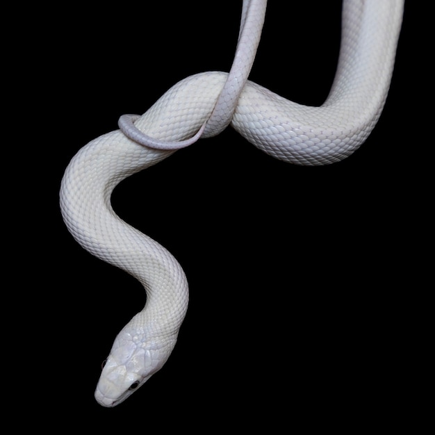 The Texas rat snake (Elaphe obsoleta lindheimeri ) is a subspecies of rat snake, a nonvenomous colubrid found in the United States, primarily within the state of Texas.