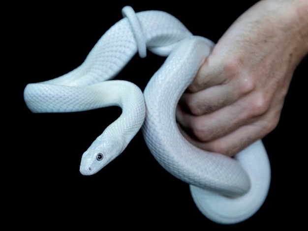 The Texas rat snake (Elaphe obsoleta lindheimeri ) is a subspecies of rat snake, a nonvenomous colubrid found in the United States, primarily within the state of Texas.