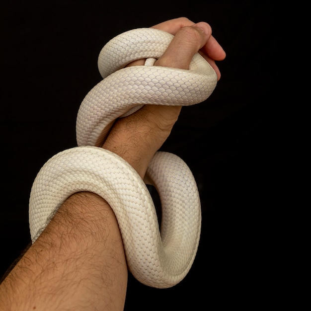 The Texas rat snake (Elaphe obsoleta lindheimeri ) is a subspecies of rat snake, a nonvenomous colubrid found in the United States, primarily within the state of Texas.