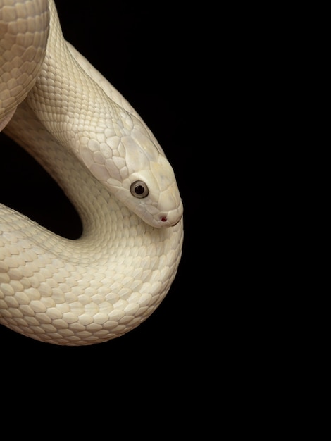 The Texas rat snake (Elaphe obsoleta lindheimeri ) is a subspecies of rat snake, a nonvenomous colubrid found in the United States, primarily within the state of Texas.