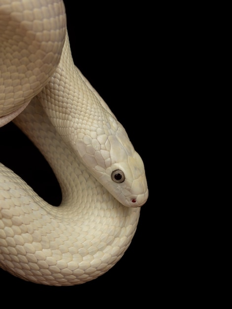 The Texas rat snake (Elaphe obsoleta lindheimeri ) is a subspecies of rat snake, a nonvenomous colubrid found in the United States, primarily within the state of Texas.