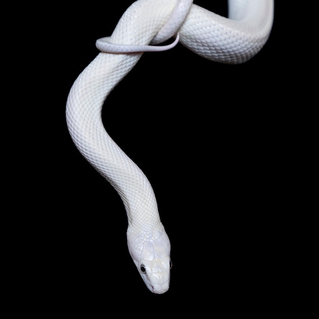 Photo the texas rat snake (elaphe obsoleta lindheimeri )