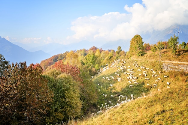 Texel cross ewe - female sheep - in lush green meadow in autumn. Herd of sheep on pasture, Italy.