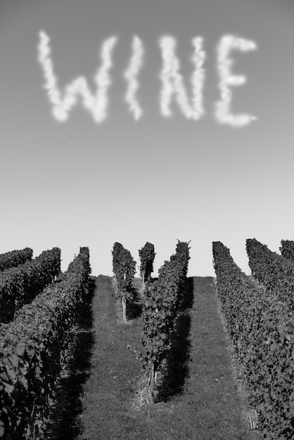 Photo text on clear sky at vineyard field