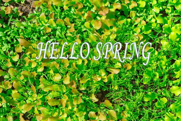 Text Hello Spring Color green spring background Selective focus
