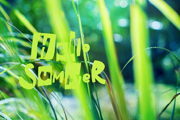 Text HELLO SUMMER on background with dew