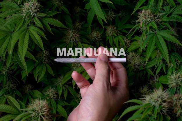 Text marijuana with a roll slim joint of marijuana on organic cannabis farm background.