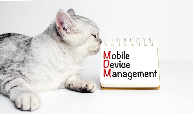 Text MDM as MOBILE DEVICE MANAGEMENT on notebook and grey cat