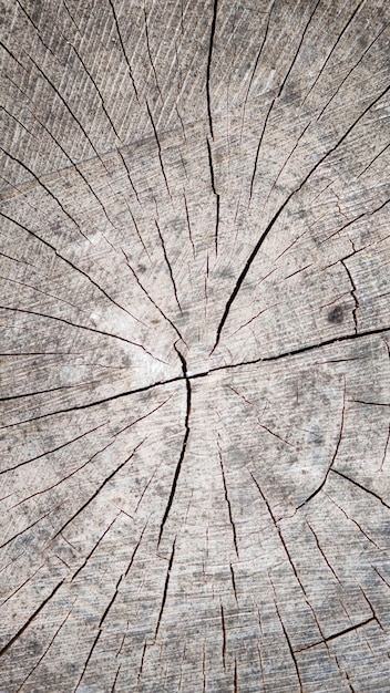 Textural photo of the core of the tree.