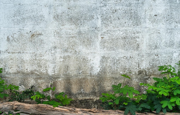 Текстура абстрактной старой белой кирпичной цементной стены в промышленном здании и зеленых травяных растениях на фоне копировального пространства