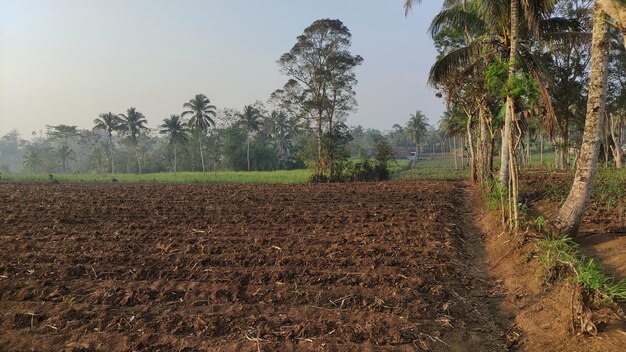 Texture of agricultural land in a sugar cane plantation that has been harvested