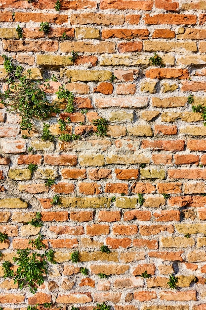 Texture of ancient brick wall with shoots of plants