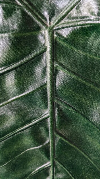 Texture of an artificial leaf