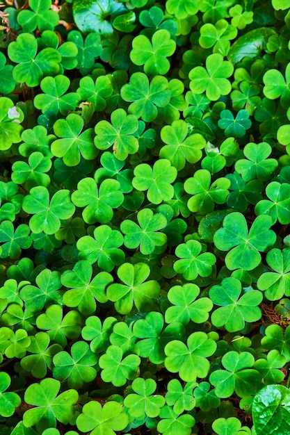 Texture asset of green clovers in forest