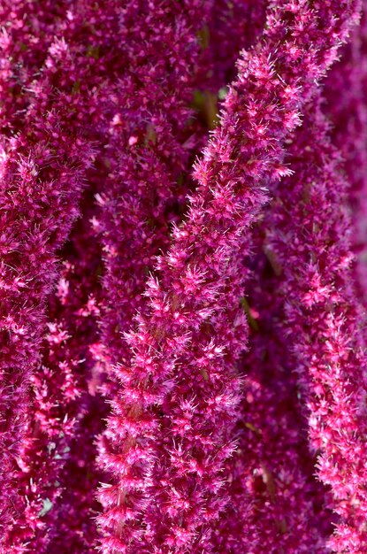 Texture of astilbe flowers close up