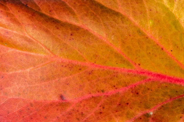 Foto struttura del primo piano della foglia bordeaux di autunno. sfondo vegetale naturale