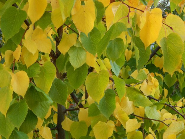 Texture of the autumn foliage of trees